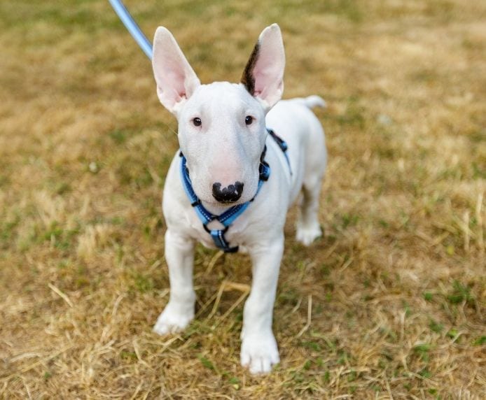 Halti Walking Harness – Teal