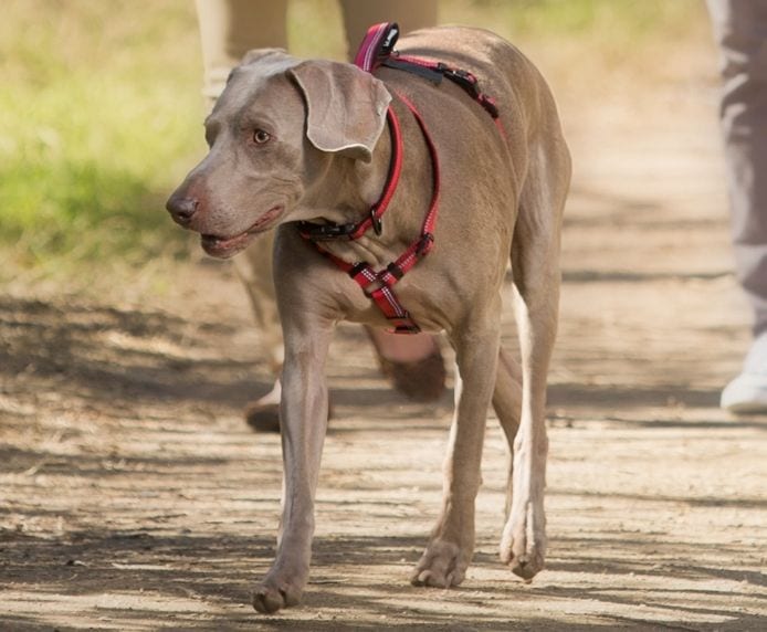 Halti Walking Harness – Burgundy (Size XS)