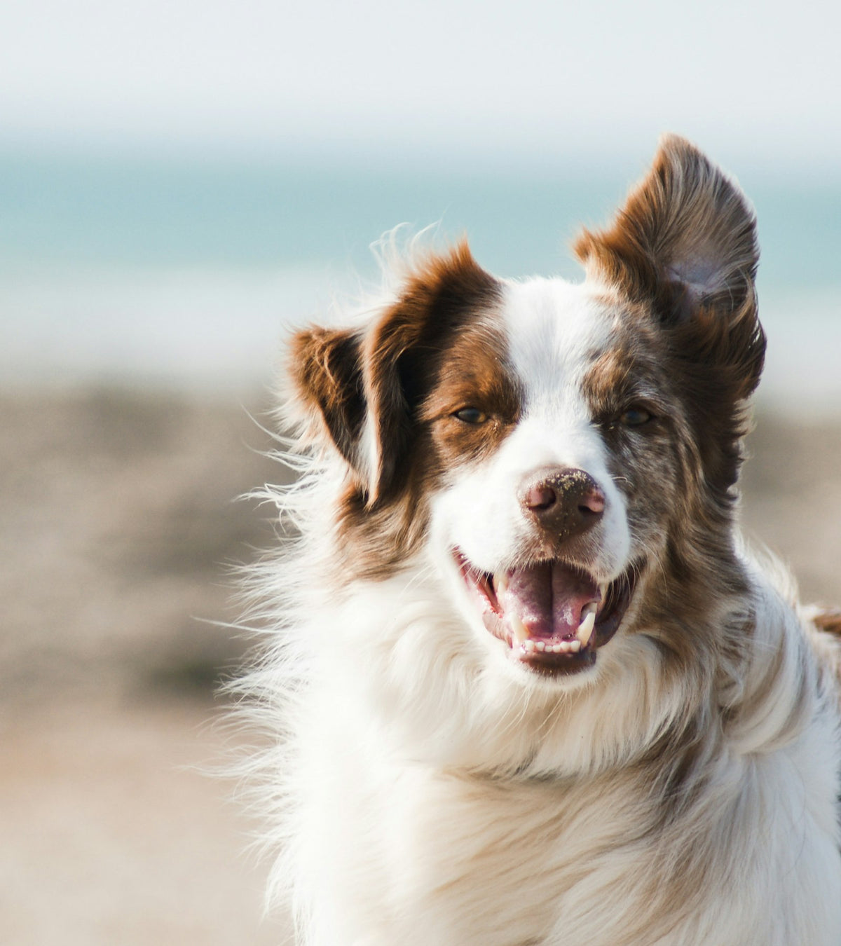 A happy, freshly groomed dog